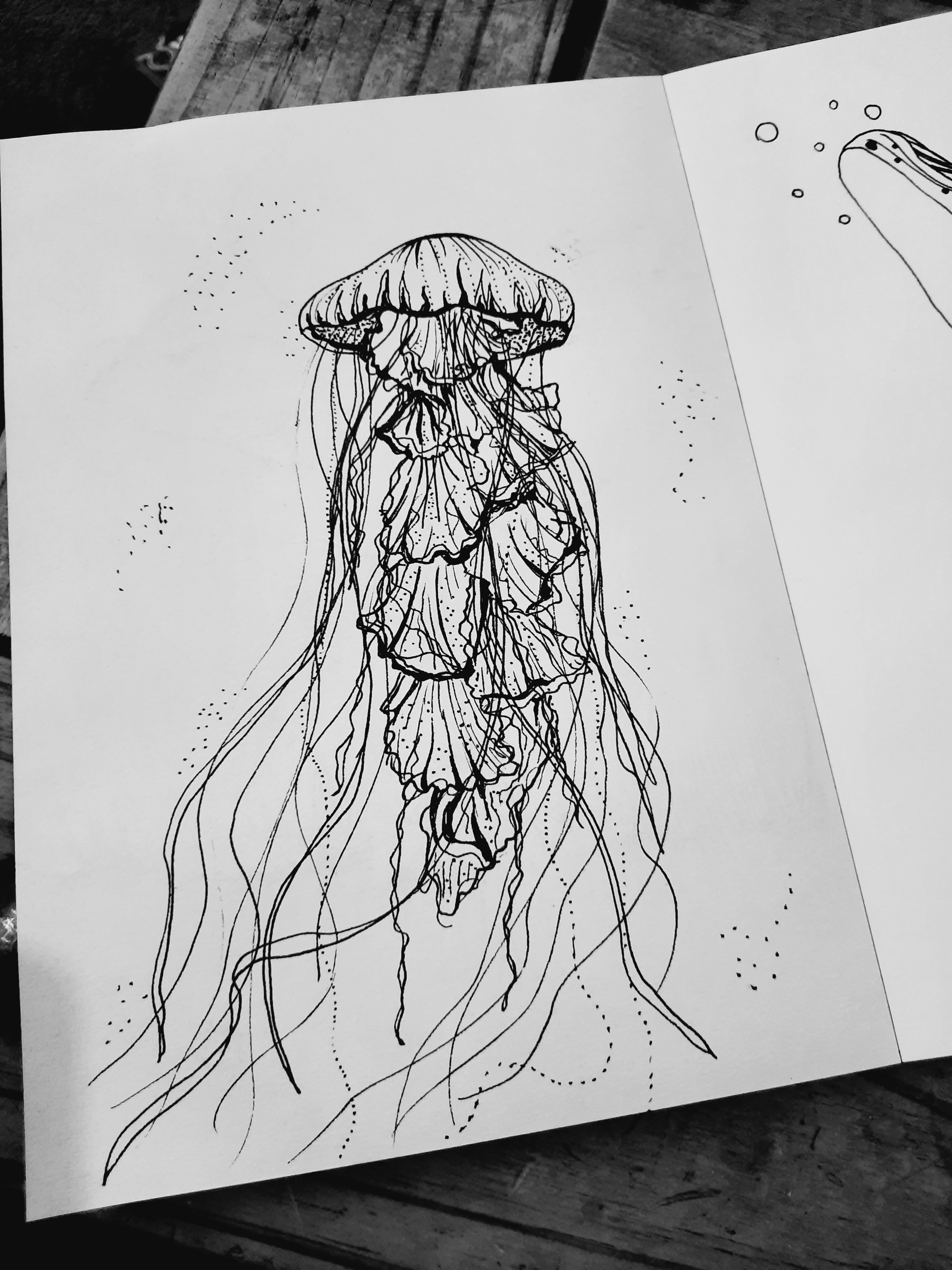 ink drawing of jellyfish